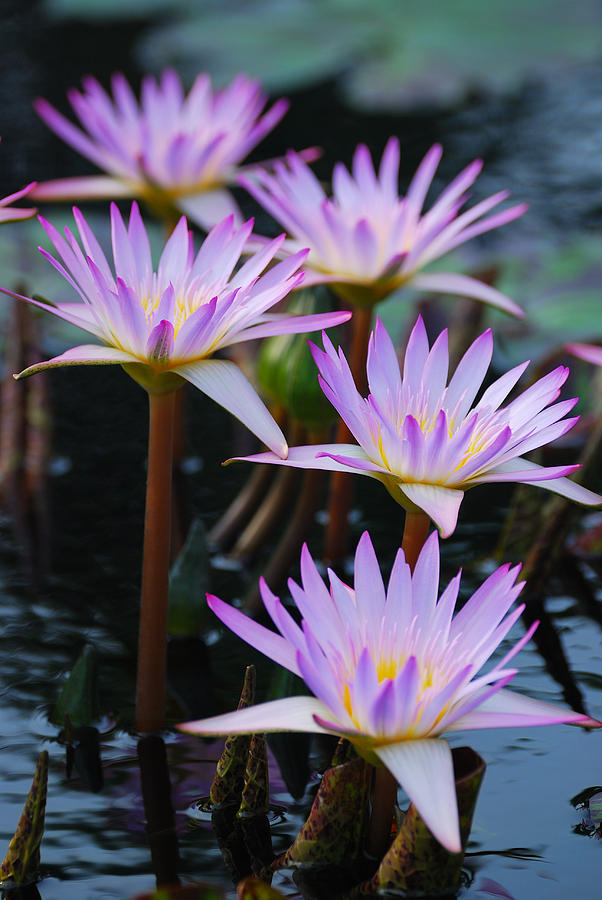 Waterlily In Water Photograph by Songquan Deng