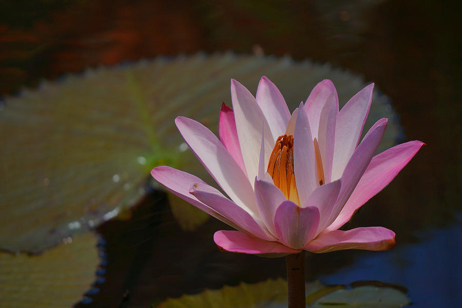 Waterlily Photograph by James Roemmling