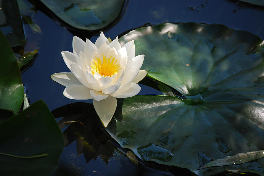 Waterlily Photograph by Janis Knight