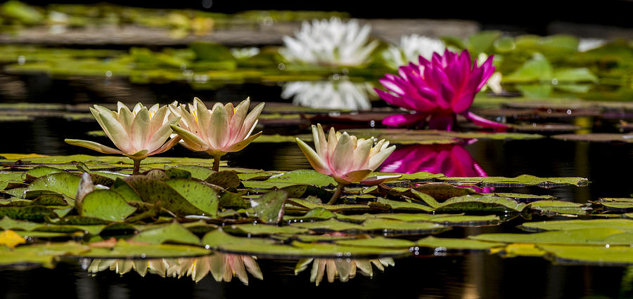 Waterlily Lineup Photograph by Jean Noren