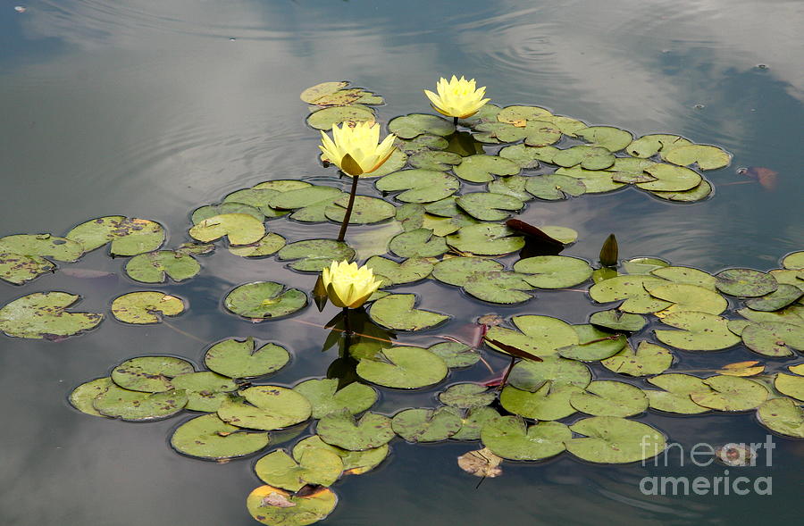Nature Photograph - Waterlily Patch by Christiane Schulze Art And Photography