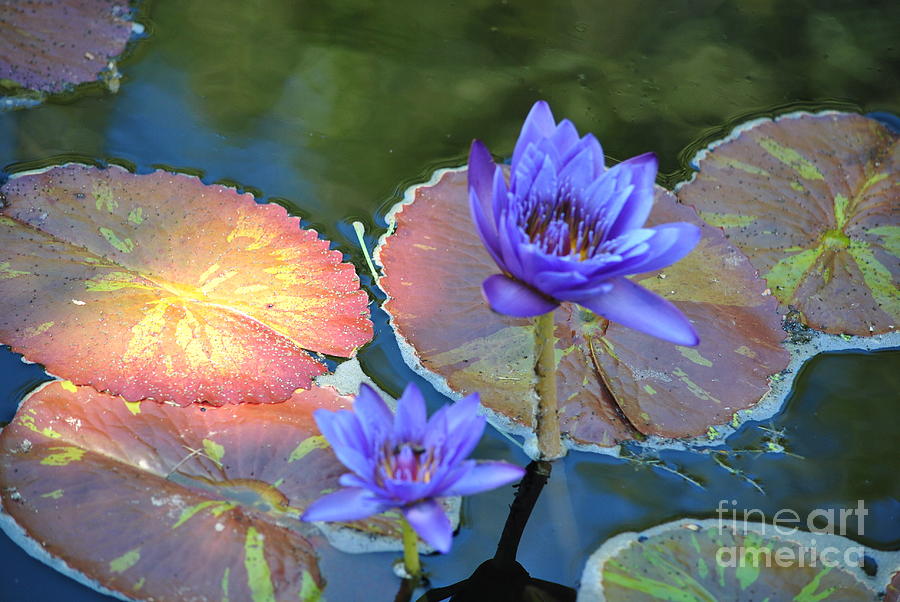 Flower Photograph - Waterlily by Paulina Roybal Flower Photograph - Waterlily by Paulina Roybal