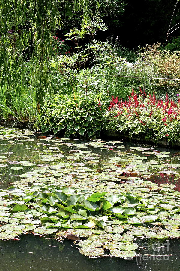 Waterlily Pond Giverney Photograph by Christiane Schulze Art And Photography