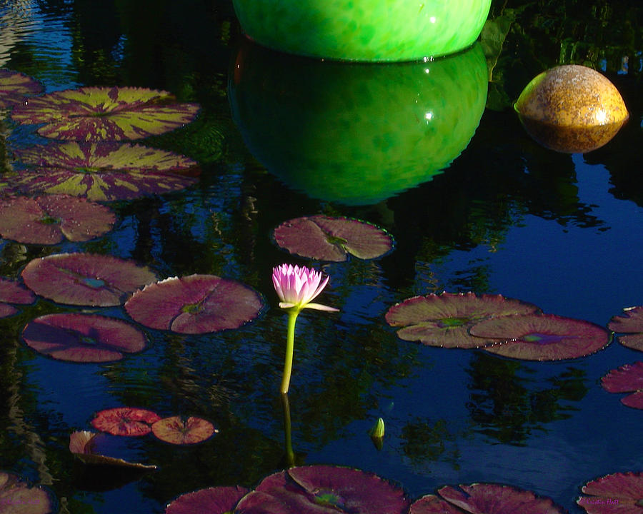 Waterlily Reflection Photograph by Kristin Hatt