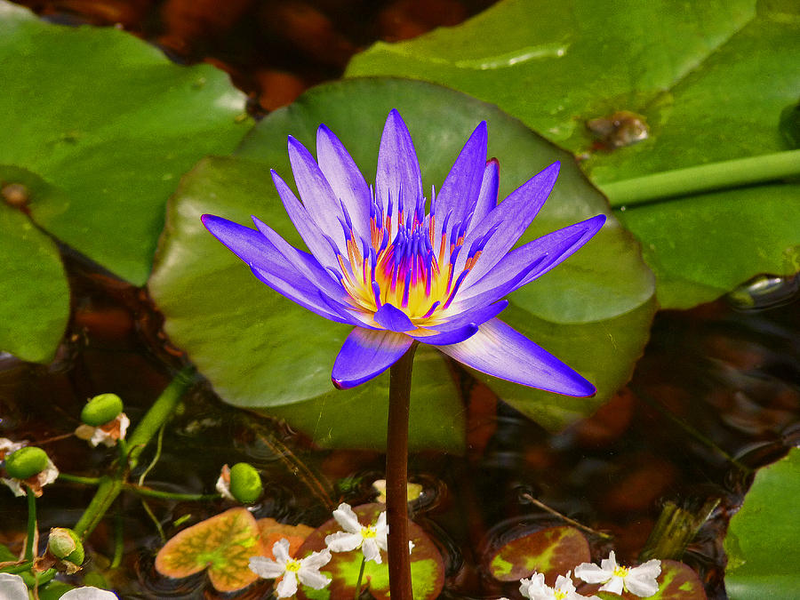 Waterlily Photograph by Susan Duda