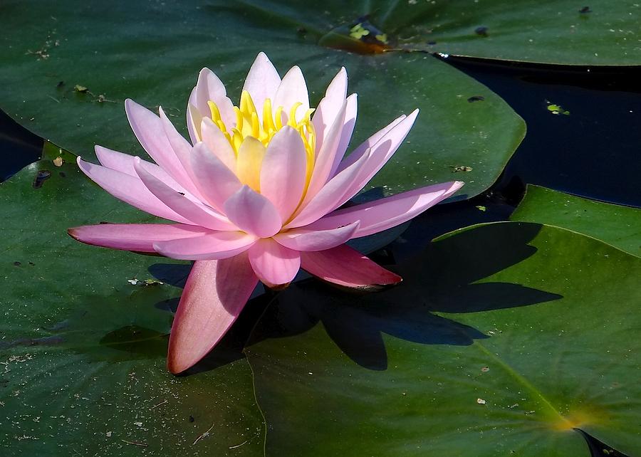 Waterlily Photograph by Tana Reiff