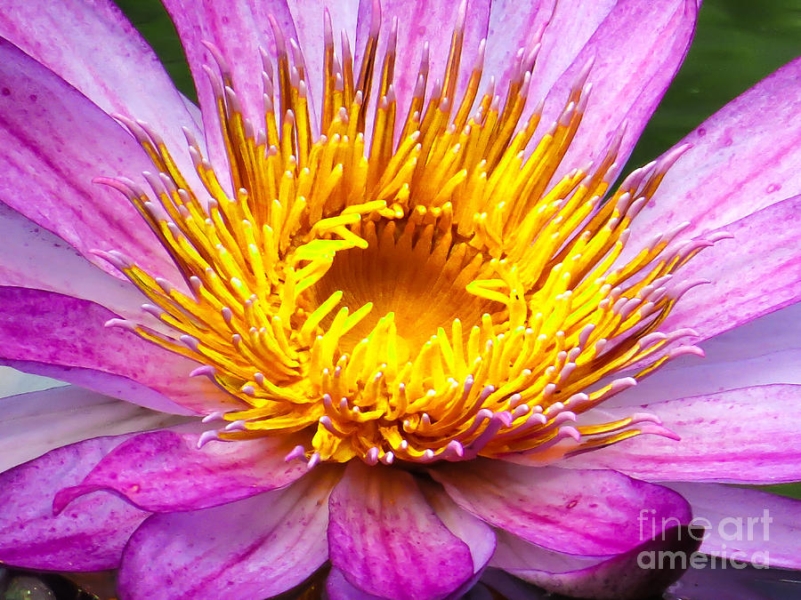 Flower Photograph - Waterlily by Zina Stromberg