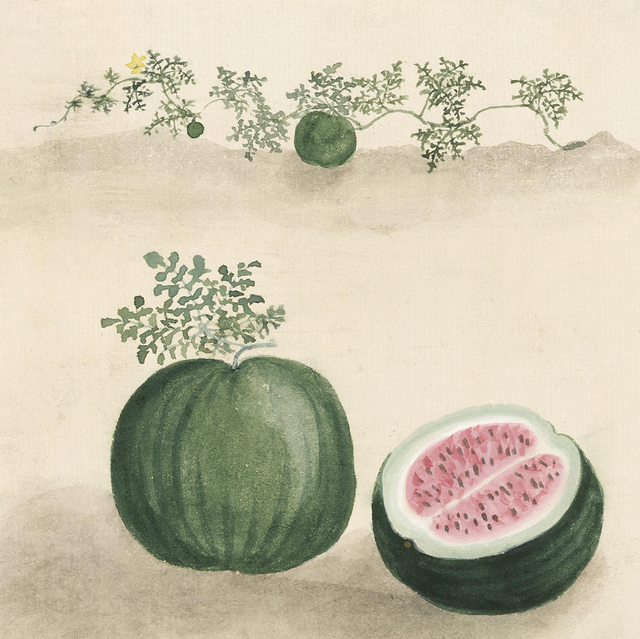 Vegetable Digital Art - Watermelon by Aged Pixel