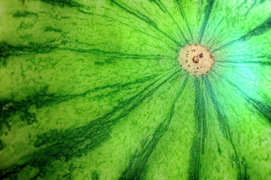 Watermelon (citrullus Lanatus) Photograph by Maria Mosolova/science Photo Library