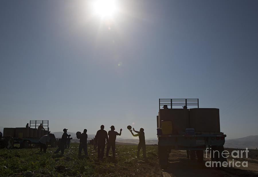 Watermelon Harvest Photograph by Jim West