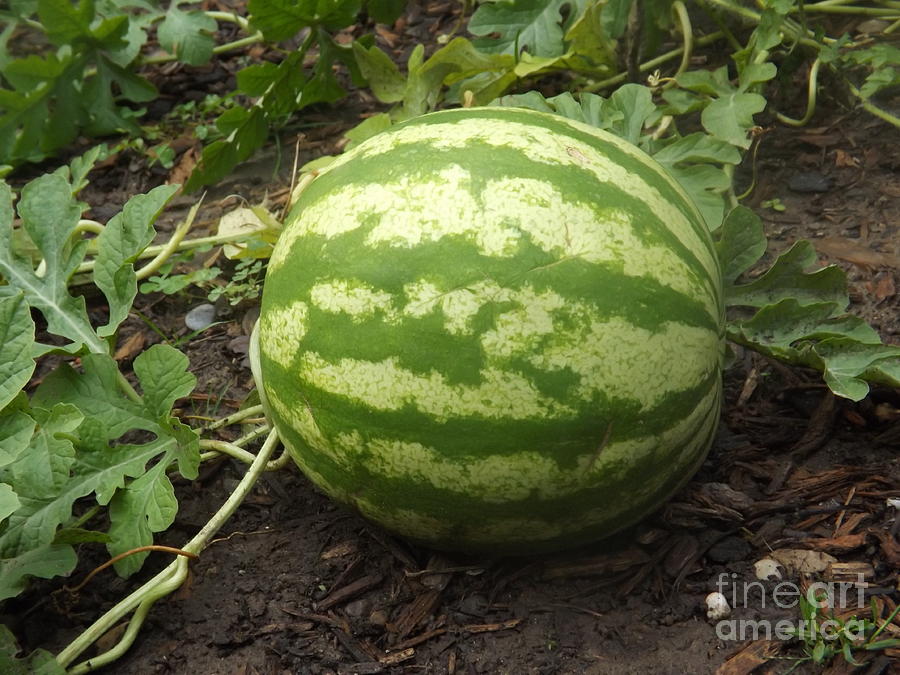Watermelon in the garden Photograph by Lingfai Leung