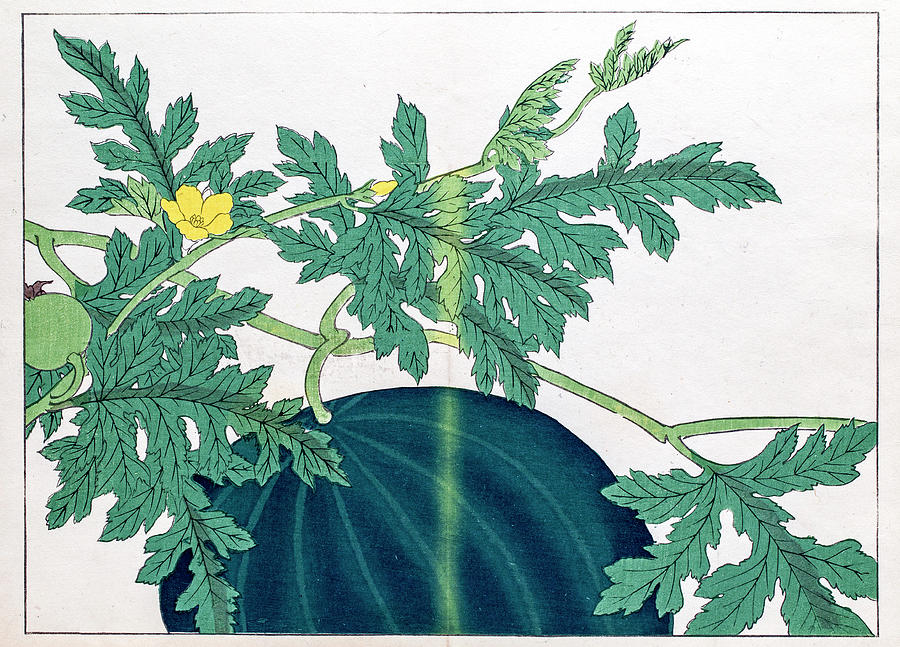 Watermelon Japanese Woodblock Print Digital Art by Mashuk