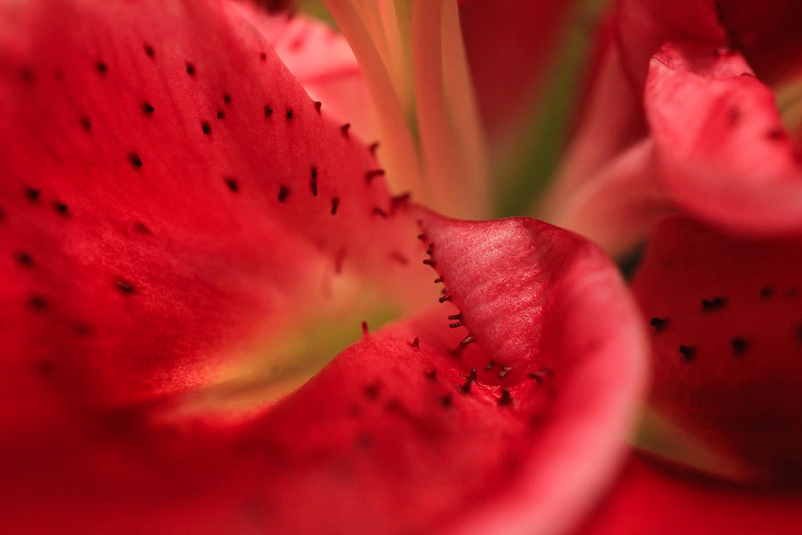 Lily Photograph - Watermelon Lily by Rachel Cohen