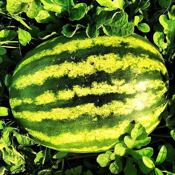 Fruit Photograph - Watermelon On Chicos Farm. #farming by David John Weihs
