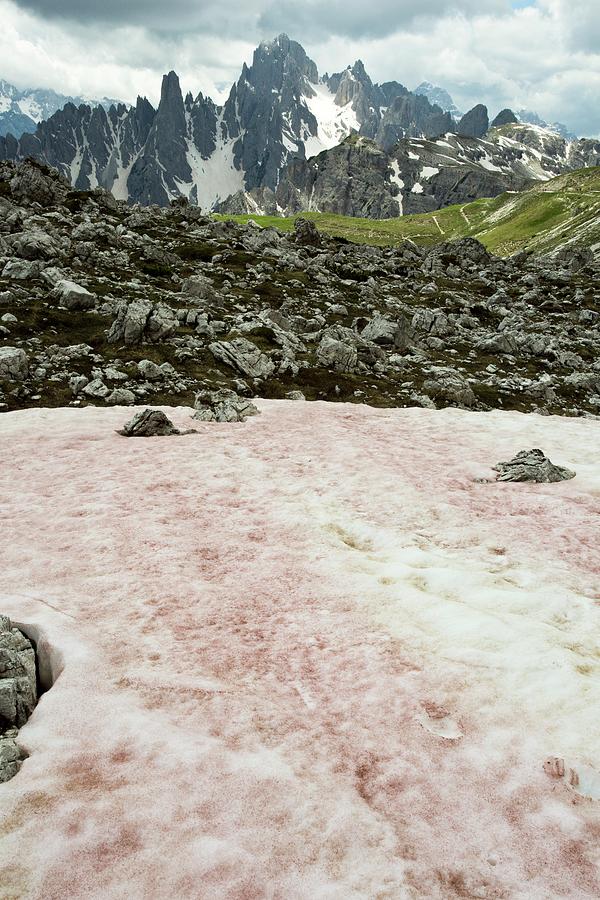 Nature Photograph - Watermelon Snow by Bob Gibbons