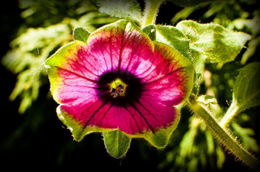 Flower Photograph - Watermelon Tourmaline Petunia by Brenna Schelle