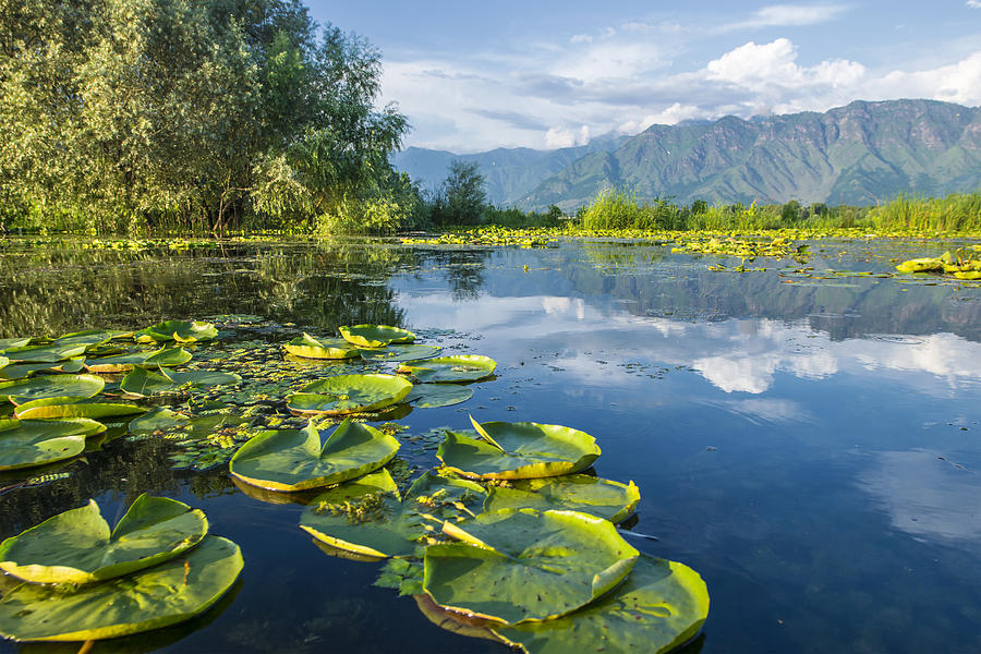 Waterplants on Dal Lake, Srinagar, Kashmir, India Photograph by Guenterguni