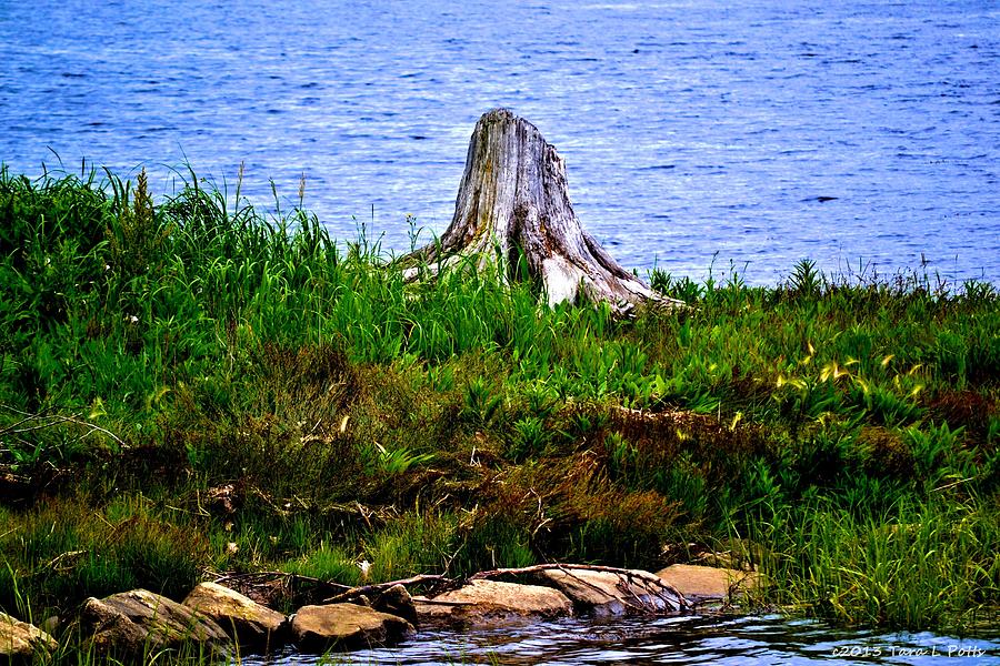 Waterside Stump Photograph by Tara Potts