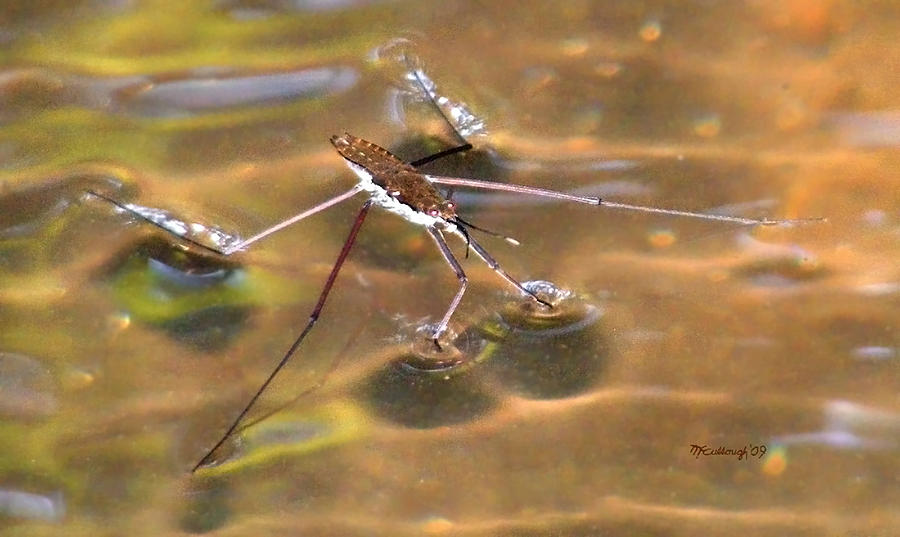 Waterstrider on the Water Photograph by Duane McCullough
