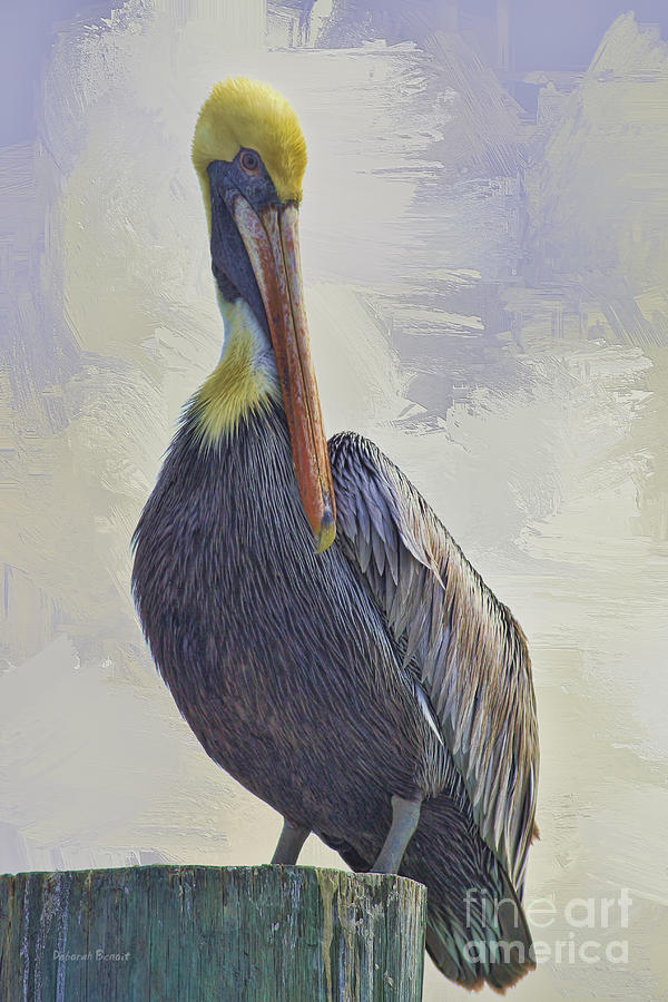 Pelican Photograph - Waterway Pelican by Deborah Benoit