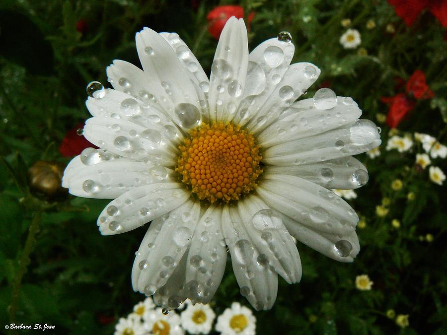 Flower Photograph - Watery Daisy by Barbara St Jean