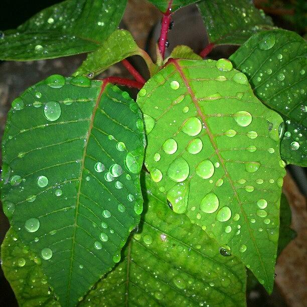 Watery Photograph - #watery #leaf by Anand Mudaliar