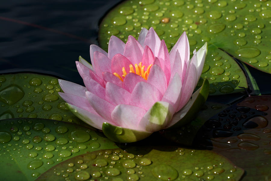 Watery Lily Photograph by Doug Norkum