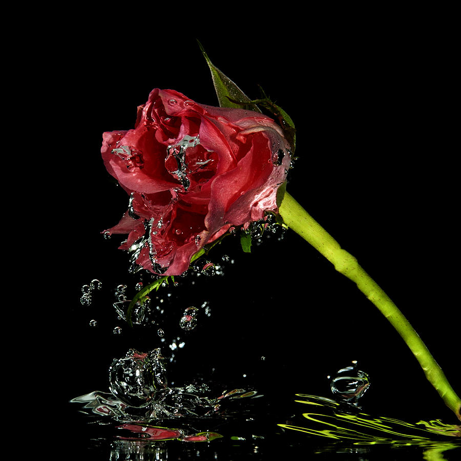 Water rose #2 Photograph by Mike Santis