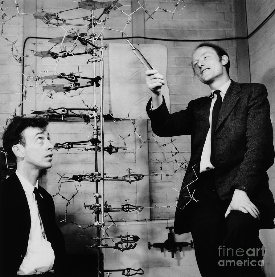 Watson and Crick with DNA Model Photograph by A Barrington Brown