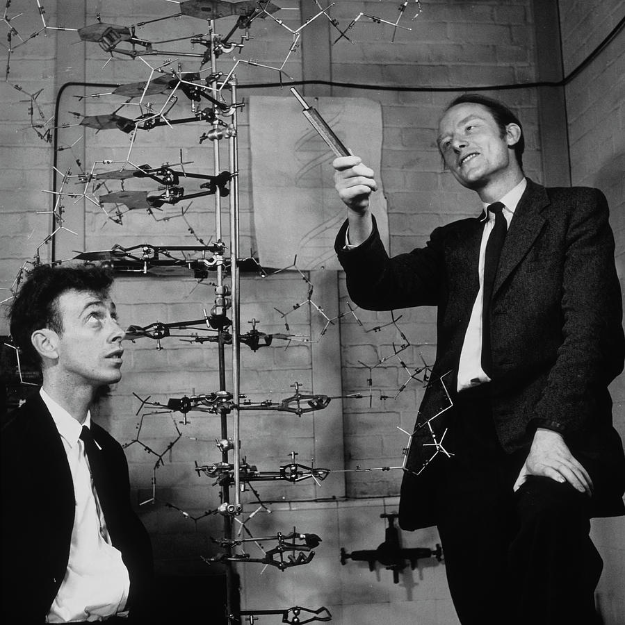 Watson And Crick With Their Dna Model Photograph by A. Barrington Brown, Gonville And Caius College/science Photo Library