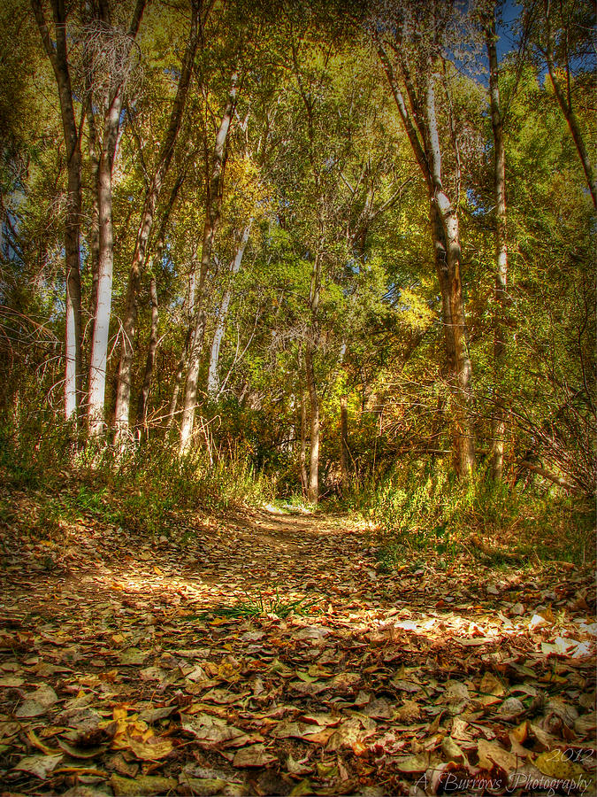 Watson Woods Autumn Trail HDR Photograph by Aaron Burrows