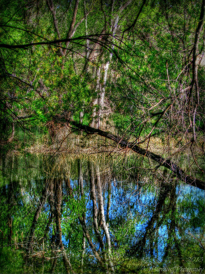 Watson Woods Reflection HDR Photograph by Aaron Burrows