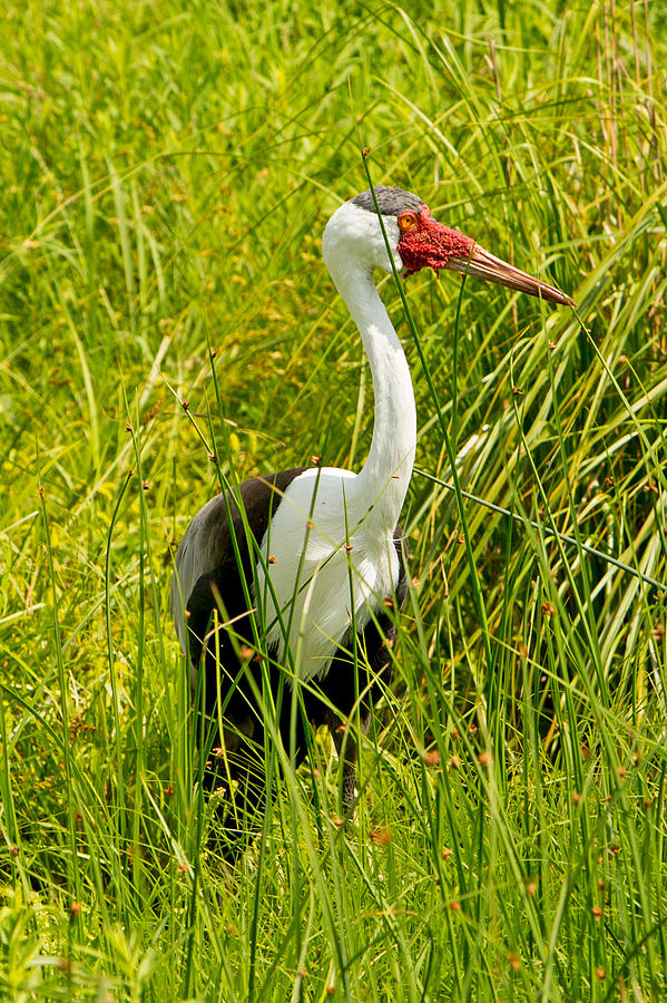 Wattled Crane at International Crane Foundation in Wisconsin Photograph by Natural Focal Point Photography