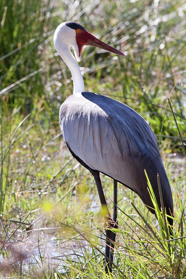 Wattled Crane Photograph by Steve Allen/science Photo Library