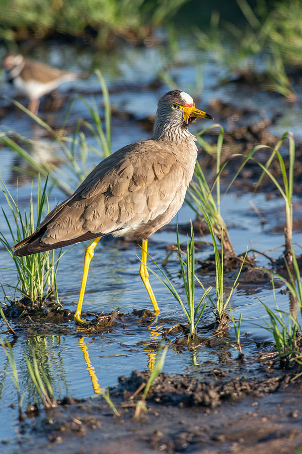 Wattled Lapwing Photograph by James Steinberg