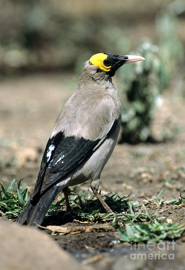 Bird Photograph - Wattled Starling by William H. Mullins