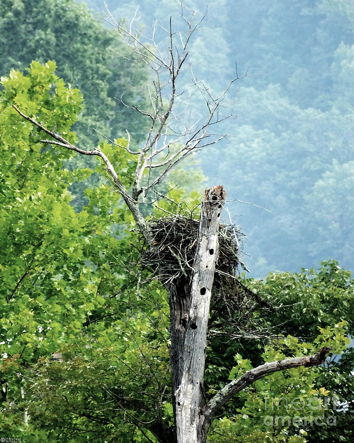 Watts Bar Osprey Nest Photograph by Lizi Beard-Ward