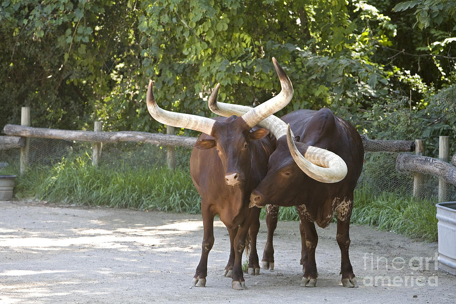 Watusi Cattle Photograph by Jim West