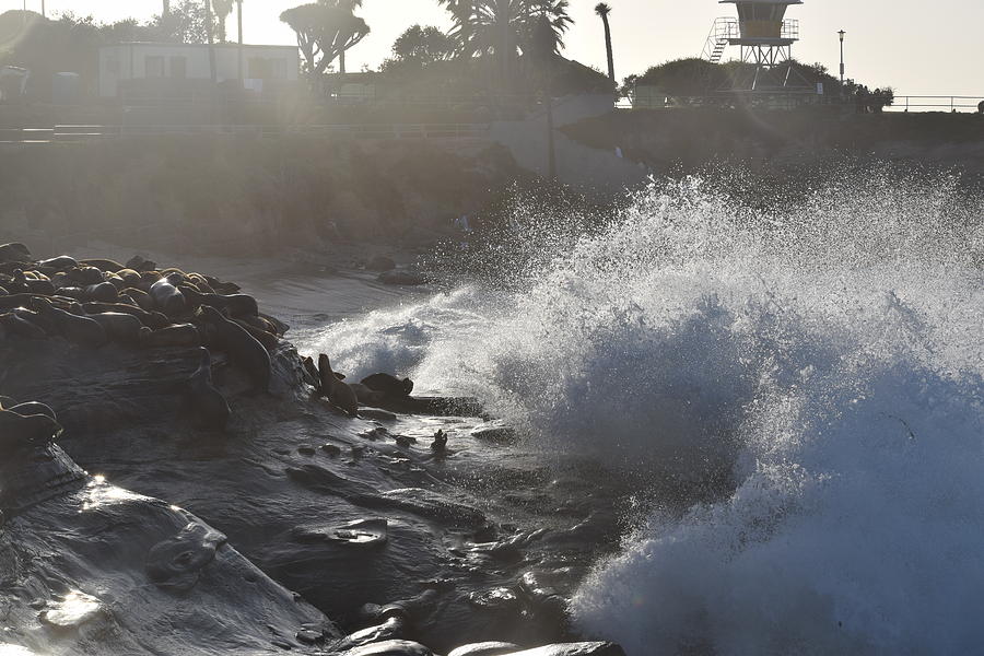 Wave Crashing On The Sea Lions Photograph