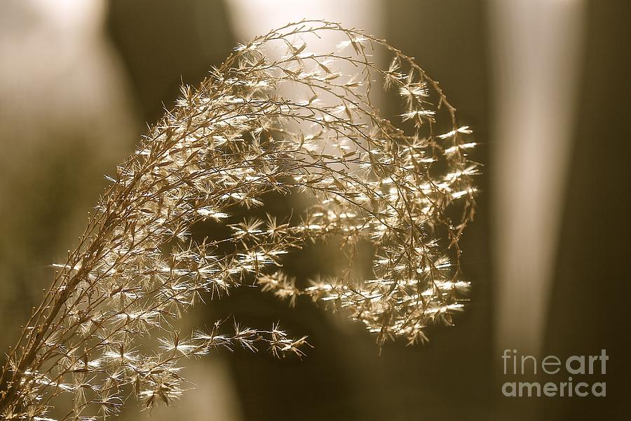 Grass Photograph - Wave Grass by Kaz Orford