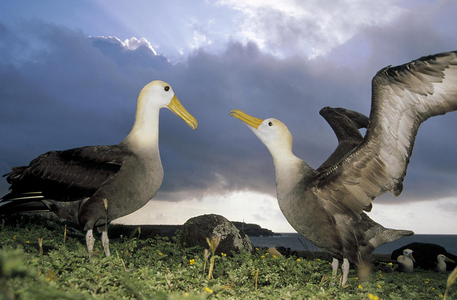 Waved Albatross Courtship Dance Photograph by Tui De Roy