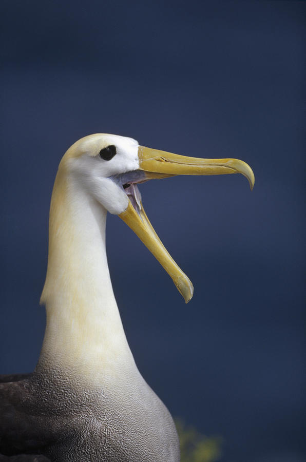 Waved Albatross Courtship Display Photograph by Tui De Roy