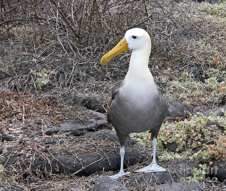 Albatross Photograph - Waved Albatross Diomeda irrorata by Liz Leyden