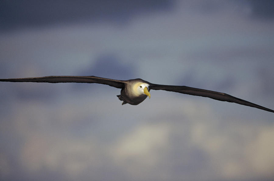Waved Albatross Flying Galapagos Islands Photograph by Tui De Roy