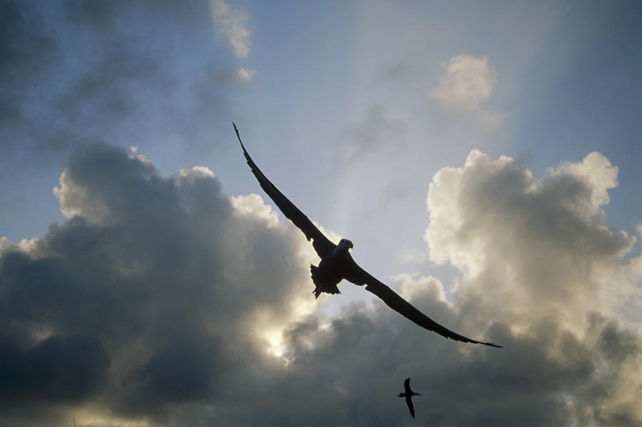 Waved Albatross Flying Over Nesting Photograph by Tui De Roy