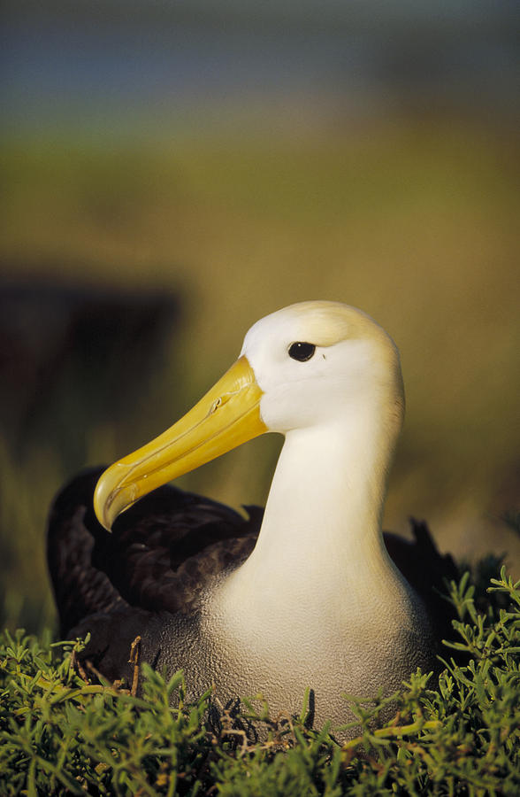 Waved Albatross Galapagos Islands Photograph by Tui De Roy