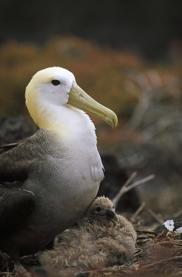 Waved Albatross Guarding Young Chick Photograph by Tui De Roy