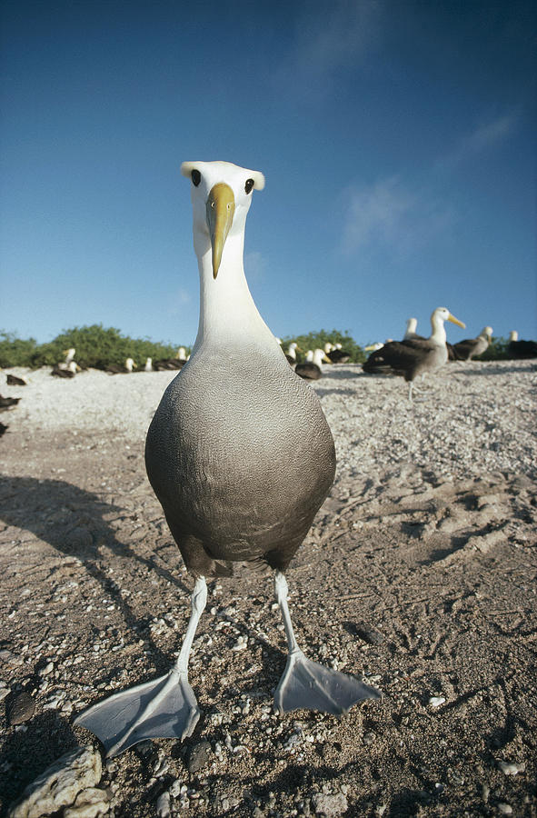 Waved Albatross Hood Island Galapagos Photograph by Tui De Roy