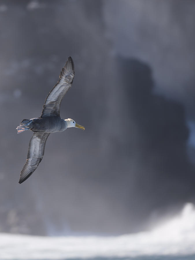Freedom Photograph - Waved albatross in flight by Richard Berry Freedom Photograph - Waved albatross in flight by Richard Berry