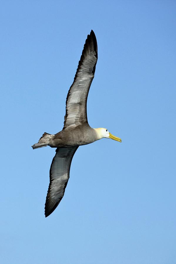Waved Albatross In Flight Photograph by Steve Allen/science Photo Library